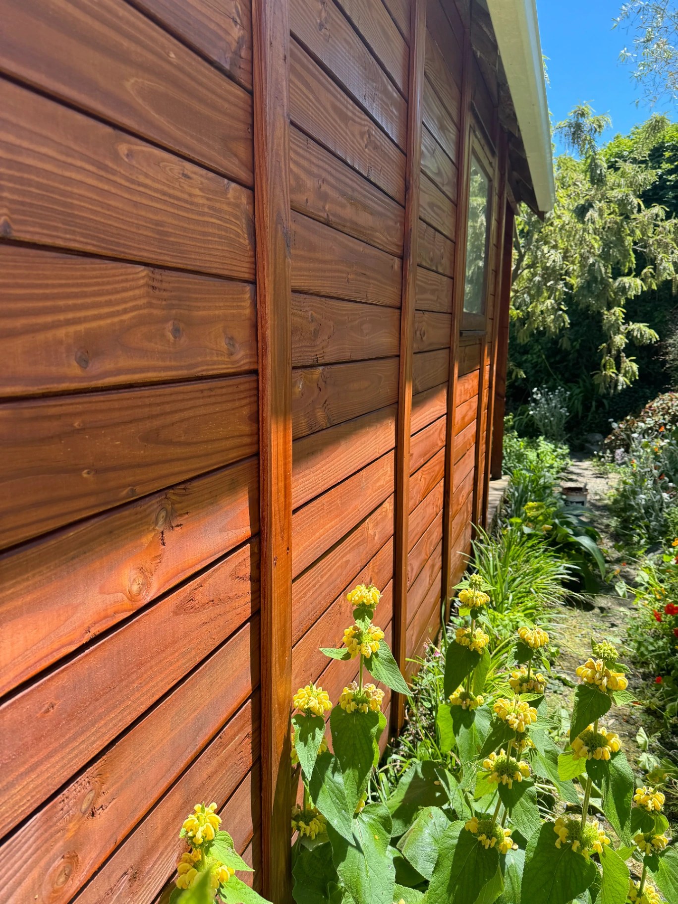 Freshly stained timber cladding in warm sunlight